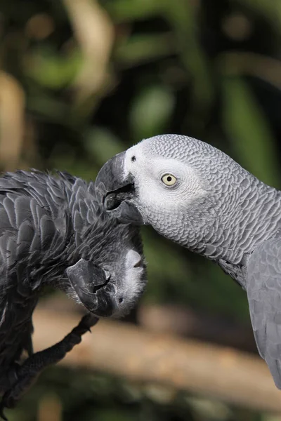 gray parrots in preening