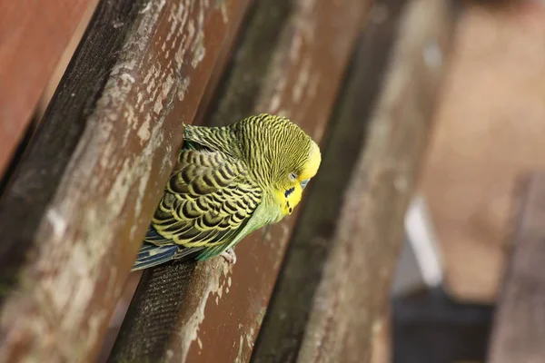 Schöne Aussicht Auf Den Papagei Der Natur — Stockfoto