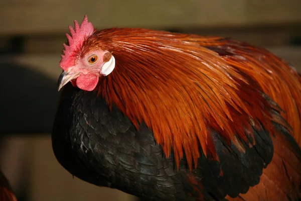 Vacker Utsikt Över Vacker Fågel Naturen — Stockfoto