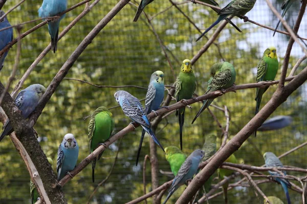 Μια Ομάδα Πτηνών Που Κάθονται Ένα Κλαδί Στο Πάρκο — Φωτογραφία Αρχείου