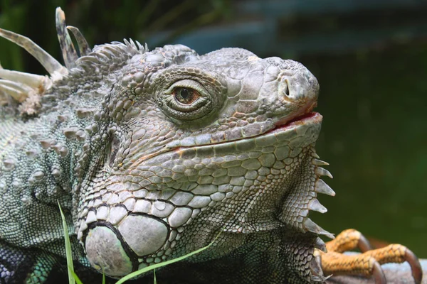 Egzotyczne Zwierzę Jaszczurka Iguana — Zdjęcie stockowe
