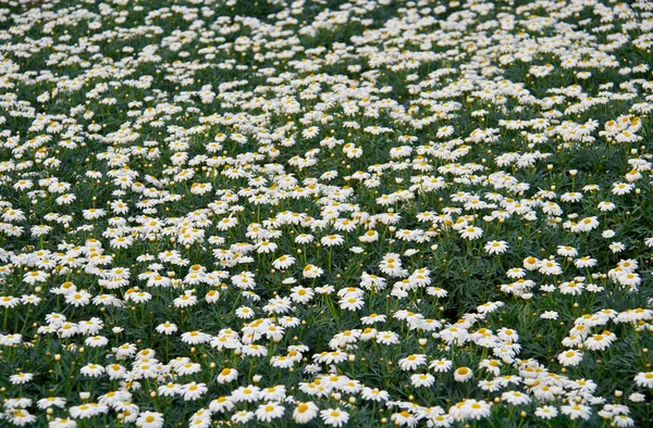 Różne Kwiaty Ostrość Selektywna — Zdjęcie stockowe