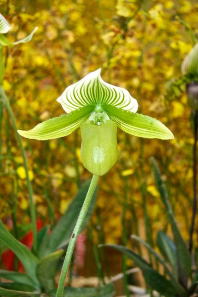 Olika Blommor Selektivt Fokus — Stockfoto