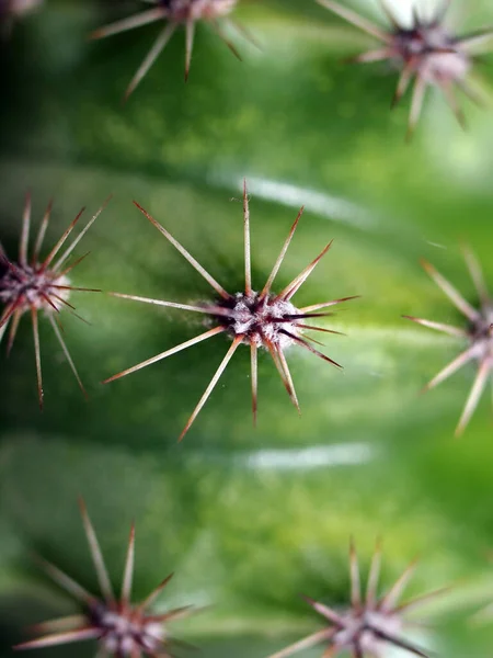 Τροπικό Φυτό Της Φύσης Βοτανική Χλωρίδα Κάκτος — Φωτογραφία Αρχείου