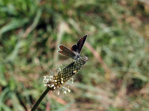 Gros Plan Bug Nature Sauvage — Photo