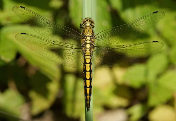 Insetto Libellula Piccolo Insetto Con Ali Natura — Foto Stock