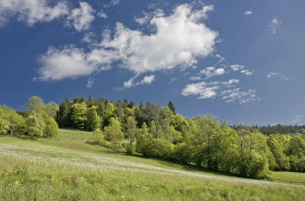 Äng Våren — Stockfoto