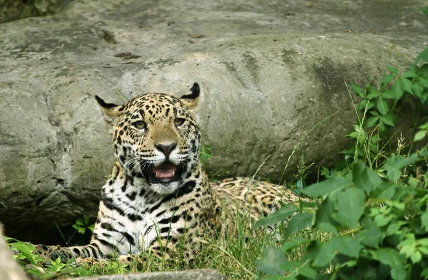 Jaguar Caçador Gato Grande Animal Selvagem — Fotografia de Stock