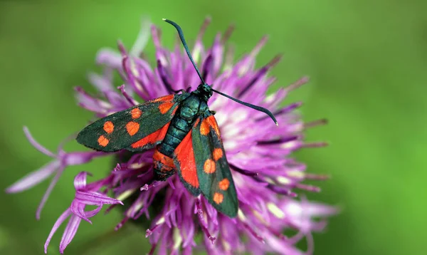 Zygaena Ephialtes Vagy Gyűrűs Kronwickenwidderchen — Stock Fotó