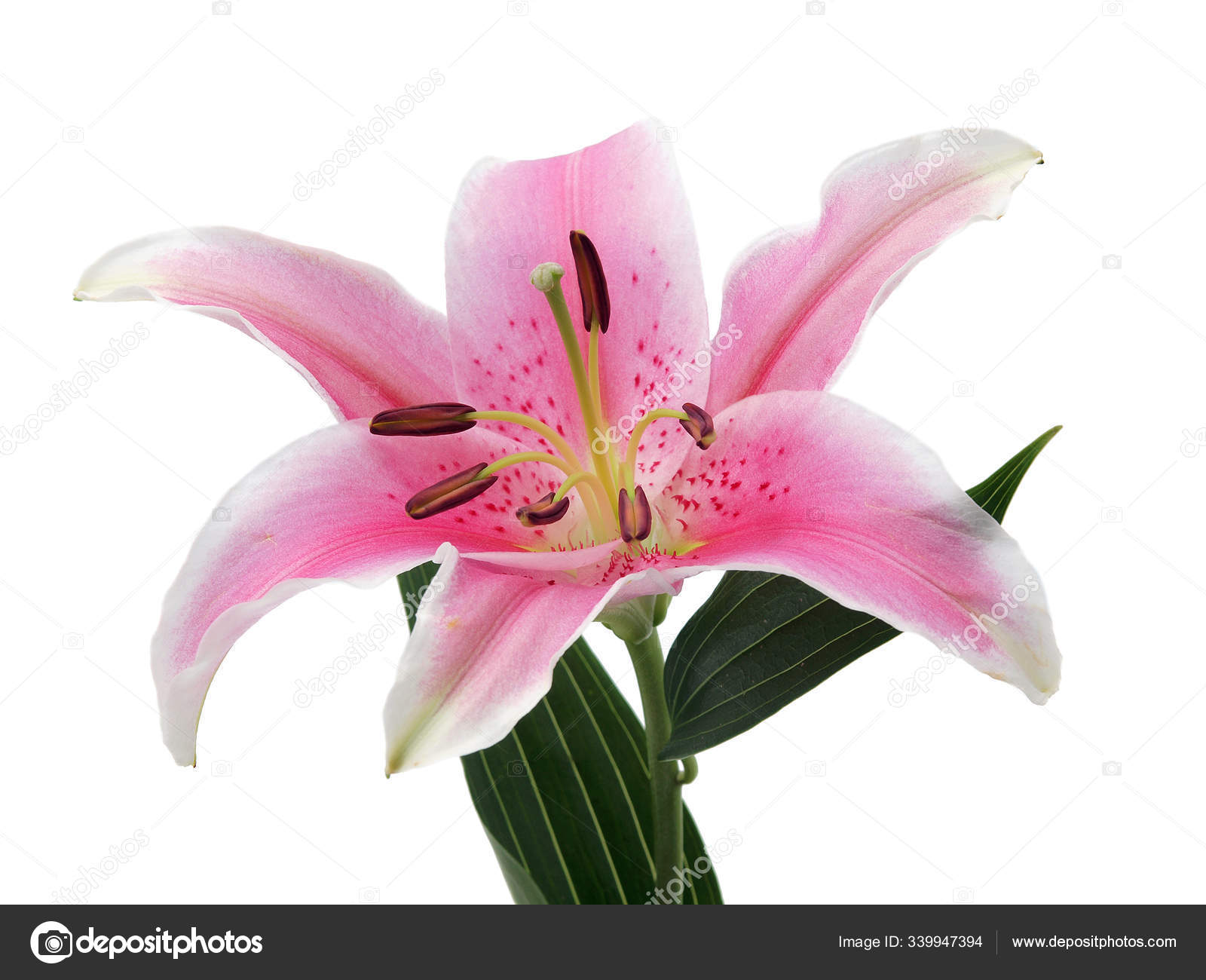 Pink Lily Flower White Background Stock Photo by ©PantherMediaSeller