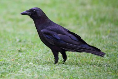 American Crow (Corvus brachyrhynchos) in a grassy field clipart