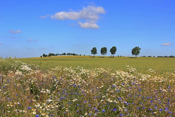 Vista Pittoresca Bellissimo Paesaggio Primaverile — Foto Stock