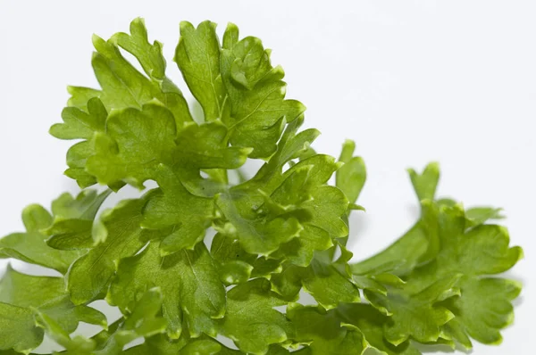 Small Bunch Leafs Fresh Parsley — Stock Photo, Image