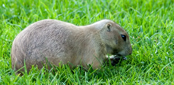 Surikat Surikat Djur Naturen — Stockfoto