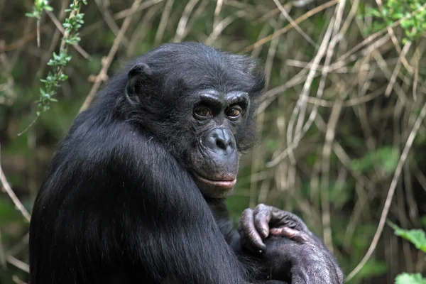 Мавпа Приматів Тварин Дика Природа — стокове фото