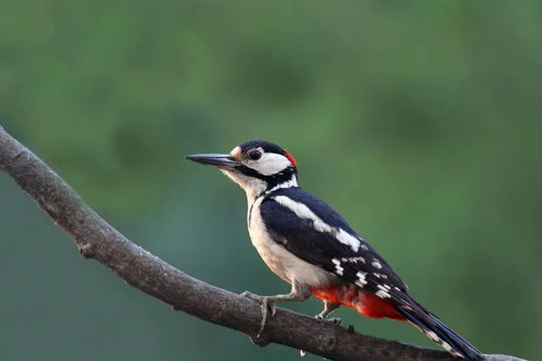 Malerischer Blick Auf Den Schönen Spechtvogel Der Natur — Stockfoto