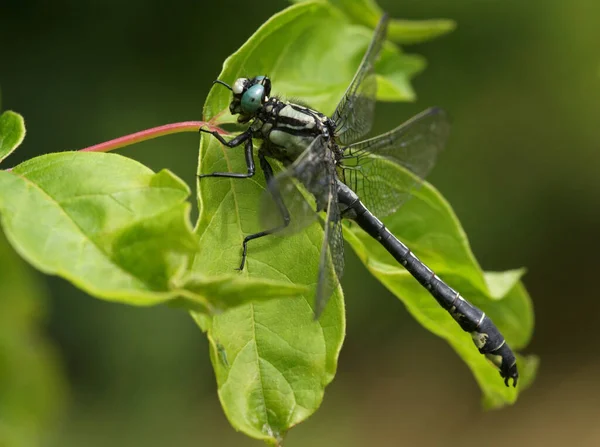 Common Clubtail Leaf — Stock Photo, Image