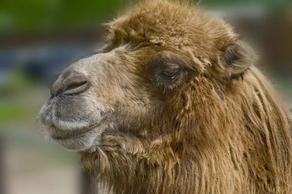 Kameel Dier Natuur Fauna — Stockfoto