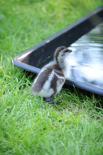 Vue Rapprochée Mignons Petits Canetons — Photo