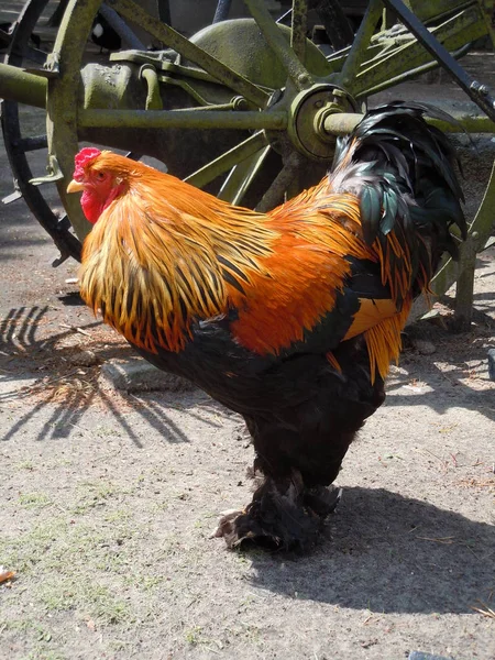 Hahn Auf Dem Bauernhof — Stockfoto