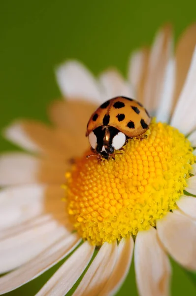 Detailní Pohled Roztomilý Beruška Hmyz — Stock fotografie