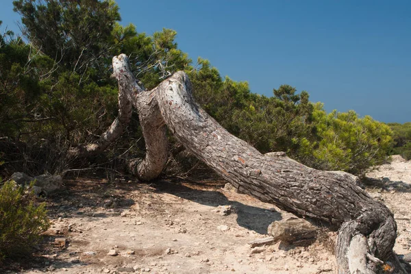 Ibiza的自然景观 — 图库照片