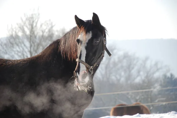 Čistokrevné Farmářské Zvíře Venkovský Kůň — Stock fotografie