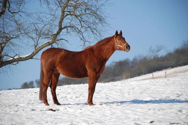 Чистокровное Сельскохозяйственное Животное Сельская Лошадь — стоковое фото