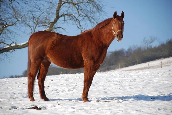 Чистокровное Сельскохозяйственное Животное Сельская Лошадь — стоковое фото