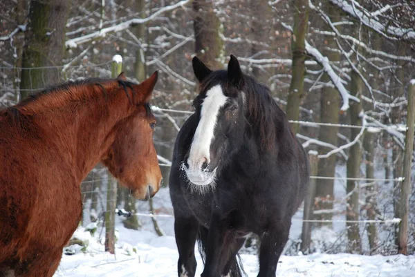 Čistokrevné Farmářské Zvíře Venkovský Kůň — Stock fotografie