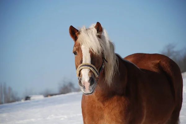Čistokrevné Farmářské Zvíře Venkovský Kůň — Stock fotografie