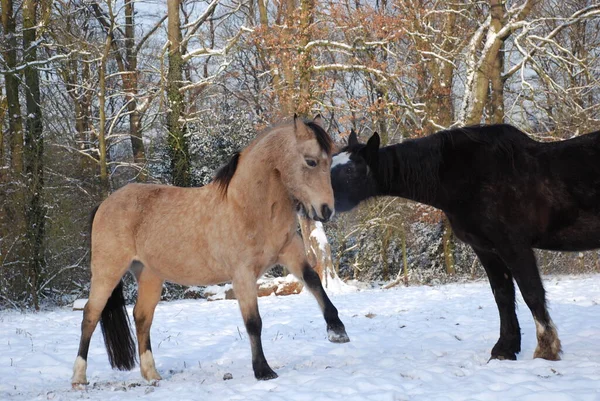 马牧群在冬天 — 图库照片