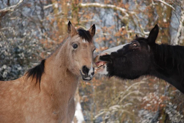 Troupeau Chevaux Hiver — Photo