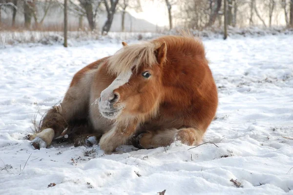 Obdělávání Půdy Zimě — Stock fotografie