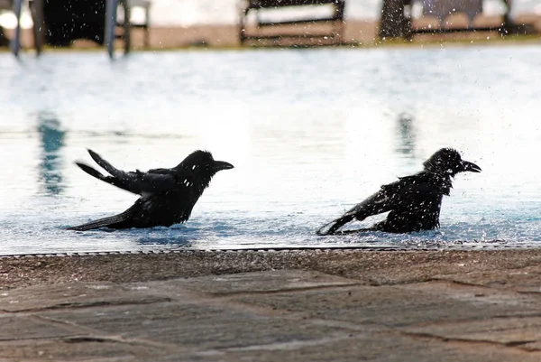 Two Crows Bathing Pool — 图库照片
