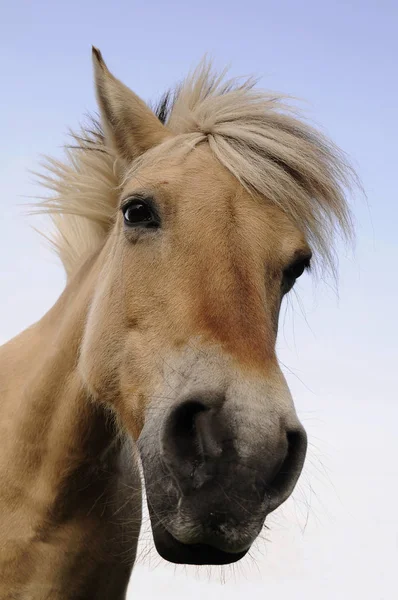 Schattig Paard Wilde Natuur — Stockfoto