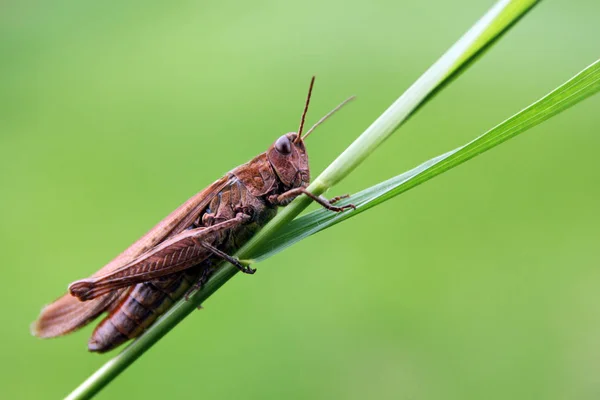 Kobylka Hmyz Kriket Brouk — Stock fotografie