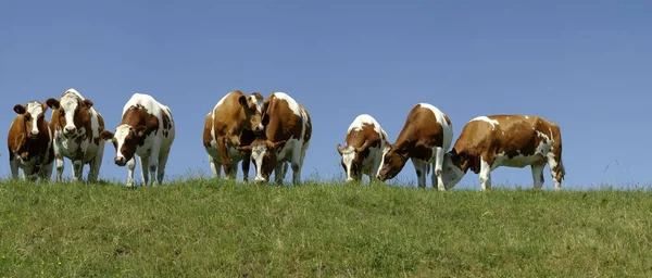 Vista Panorámica Vacas Domésticas Lindas — Foto de Stock