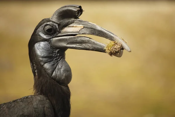 Hornbill Negro Con Presa —  Fotos de Stock