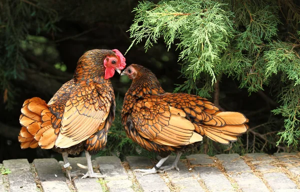 Aussichtsreiche Aussicht Auf Schöne Vögel Der Natur — Stockfoto