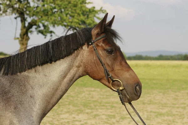 Cavallo Carino Colpo All Aperto Durante Giorno — Foto Stock