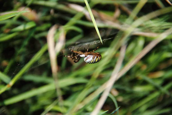 Vue Rapprochée Insecte Nature — Photo