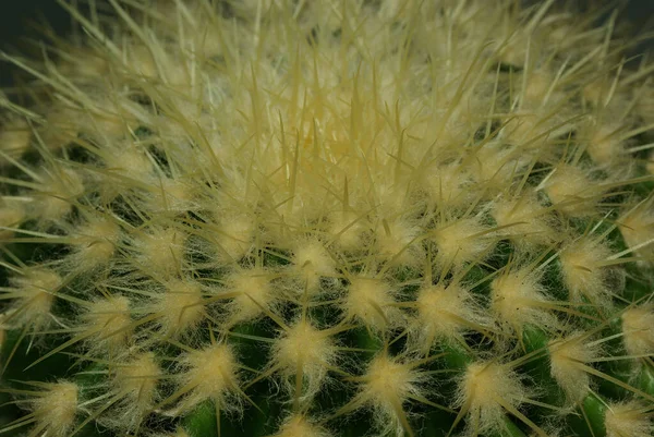 Tropical Exótico Planta Cacto — Fotografia de Stock