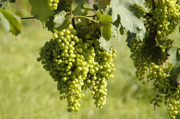 Weinrebe Ländlicher Weinberg Trauben — Stockfoto