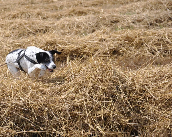 Cão Palha — Fotografia de Stock