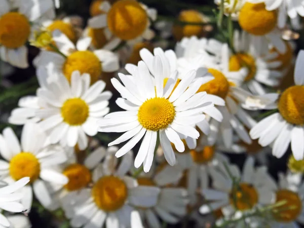 Camomila Arquivado Flores Flora Verão — Fotografia de Stock