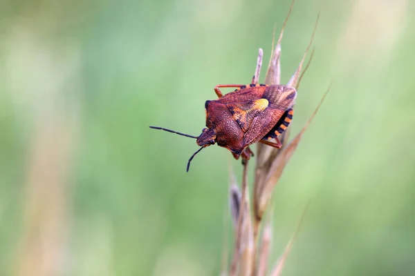 Close Van Een Insect Wilde Natuur — Stockfoto