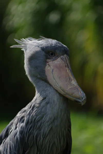 Bird Theme Picturesque Shot — Stock Photo, Image