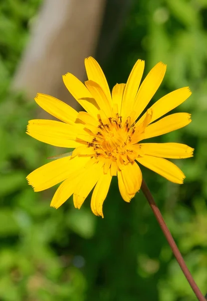 Vue Panoramique Belle Fleur Jaune — Photo