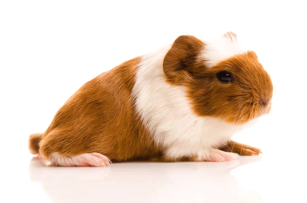 Hamster Marsvin Gnagare Djur Sällskapsdjur — Stockfoto